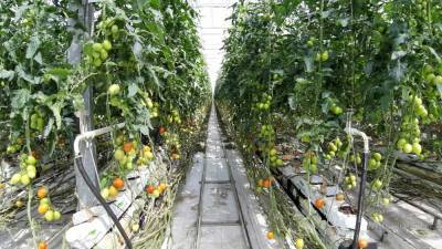 В Липецкой области собрали уже более 115 тысяч тонн овощей