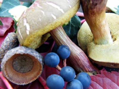 Осторожно! Ленточные черви: насколько опасен сбор ягод и грибов в Германии?