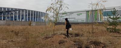 В Нижнем Новгороде высадили 850 деревьев в рамках компенсационного озеленения
