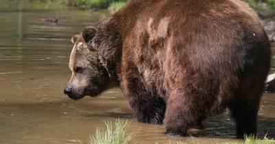 Медведь загрыз жеребенка в Мадонском крае