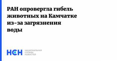 РАН опровергла гибель животных на Камчатке из-за загрязнения воды