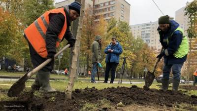 Две тысячи деревьев высадили в Петербурге за октябрь