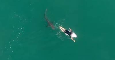 Дрон предупредил серфера о приближении двухметровой акулы: видео
