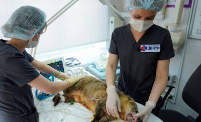 В ДГТУ помогли носухе: животному потребовалась помощь стоматолога