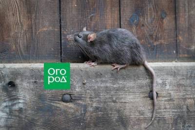 Чем опасны крысы в доме и как от них избавиться