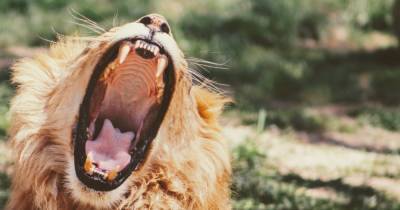 Машинное обучение раскрыло секрет индивидуальности львов