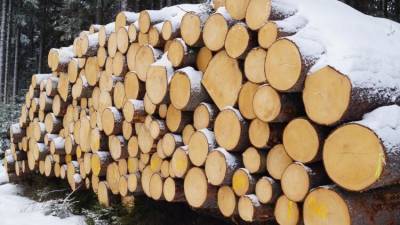 Адвокат поддержал уголовную ответственность за незаконный вывоз древесины