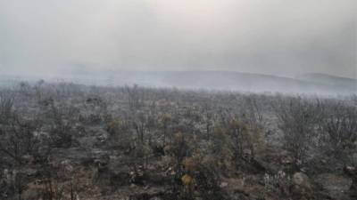 На самой высокой горе Африки Килиманджаро третий день горят леса
