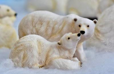 В Якутии на оленевода напала белая медведица
