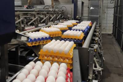 «Яйца на экспорт»: хрупкий продукт из Ленобласти уплыл в Арабские Эмираты