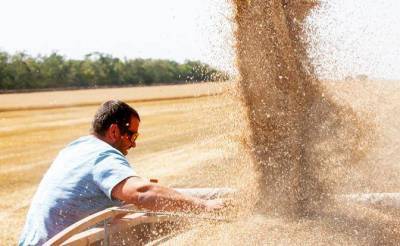 Из-за рекордного урожая пшеницы в России резко подорожают хлеб, макароны и водка