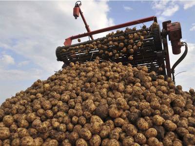В Ульяновской области набирает темпы уборка с полей технических культур, овощей и картофеля