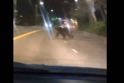 Очевидцы сняли видео, как по улицам Петропавловска бегал огромный медведь