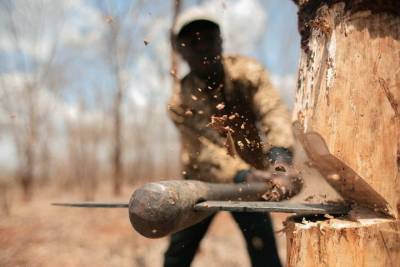 В Бурятии «чёрный» лесоруб напилил сосен на 700 тыс рублей и условный срок