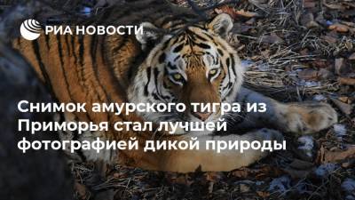 Снимок амурского тигра из Приморья стал лучшей фотографией дикой природы