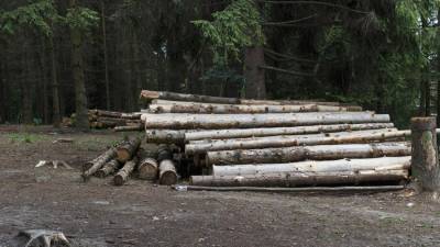В России утвердили план по декриминализации и развитию лесного фонда