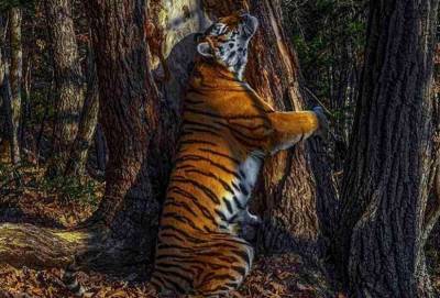 Фото амурского тигра из Приморья стало лучшим снимком дикой природы в 2020 году
