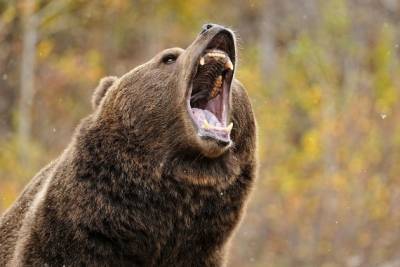 Прокурор опротестовал выговор инспектору заповедника в Забайкалье, которого ранил медведь
