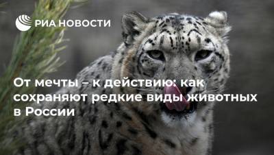От мечты – к действию: как сохраняют редкие виды животных в России