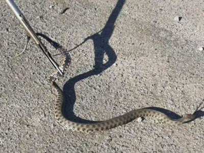 На остановке в Днепре метровая змея напугала людей