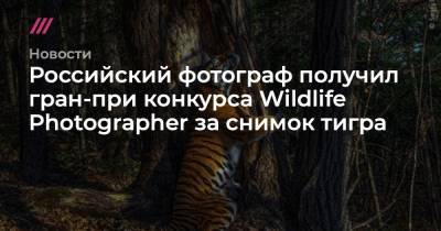 Российский фотограф получил гран-при конкурса Wildlife Photographer за снимок тигра