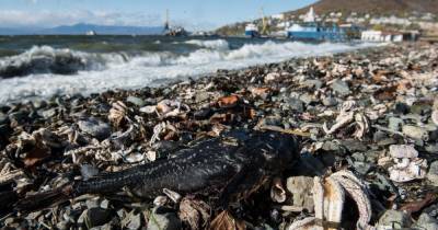 Вице-президент РАН сообщил, что животных на Камчатке убили токсины планктона Gymnodinium