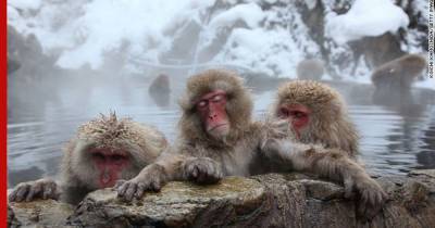 Эволюция стопы помогла обезьянам пережить глобальное изменение климата