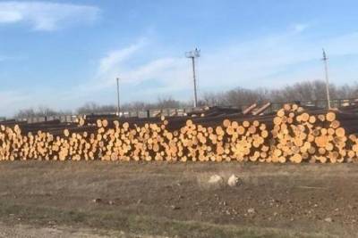 Краснодарская таможня выявила контрабанду ценной древесины