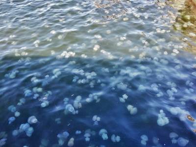 «Жуткое зрелище»: Акваторию Черного моря заполнило огромное количество медуз