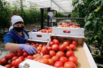 Теплицы Ставрополья увеличат производство овощей на 60% к 2023 году