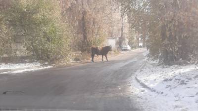 Сбежавший бык устроил разнос на улице в Иркутске