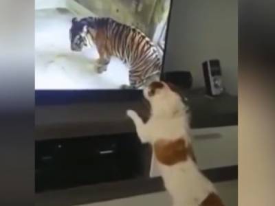 Тигр до ужаса напугал домашнего пса, обожающего смотреть телевизор