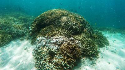 Кораллы подают сигнал SOS