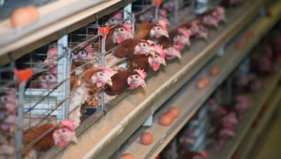 Приостановившая работу птицефабрика не согласна с заявлением МСХ о гибели птиц на предприятии от асфиксии