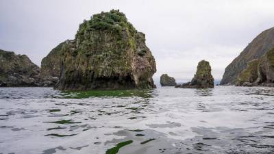 Подводный Дрон Greenpeace выявил массовое отравление на Камчатке