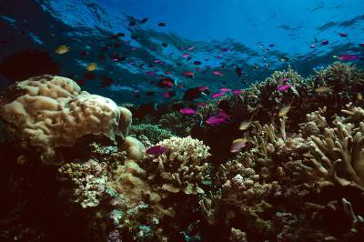 Ученые: с 1995 года Большой барьерный риф потерял половину кораллов