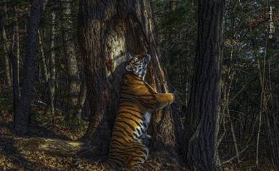 В Лондоне россиянин назван автором лучшей фотографии дикой природы