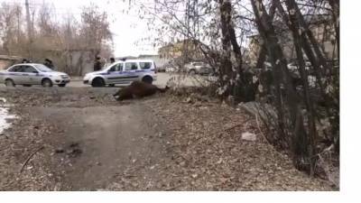В центре Иркутска застрелили агрессивного быка