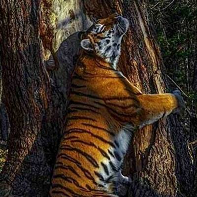 Фото тигра из Приморья стало лучшим на конкурсе британского Музея естественной истории