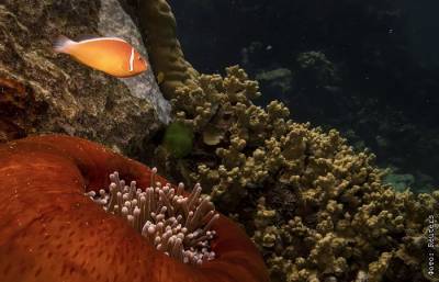 Большой барьерный риф потерял более 50% кораллов с 1995 года