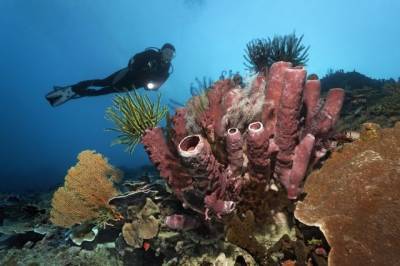 Ученые сообщили об исчезновении половины кораллов Большого Барьерного рифа