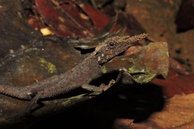 В МГУ рассказали об обнаружении в лесах Шри-Ланки нового вида ящериц