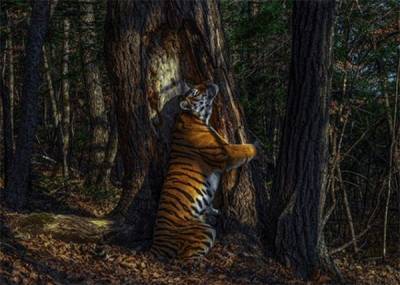 Российский фотограф удостоен премии Wildlife Photographer of the Year за снимок амурского тигра