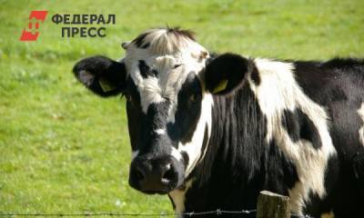Тюменские коровы обеспечены кормами до следующей весны