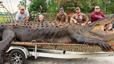 Самые большие крокодилы — монстры более 6 метров в длину и весом в тонну
