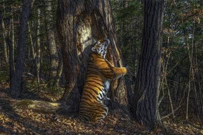 Тигр, обнимающий дерево, стал победителем конкурса фотографий дикой природы - Cursorinfo: главные новости Израиля
