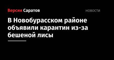 В Новобурасском районе объявили карантин из-за бешеной лисы