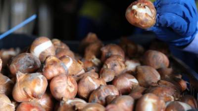 Специалисты проверили 30 тыс. импортных луковиц тюльпанов для посадки на Елагином острове