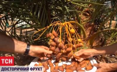 В Израиле вырастили пальму из семян возрастом 2000 лет и впервые получили плоды