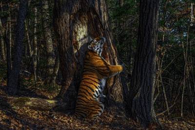 Обнимающий дерево тигр принес россиянину всемирную славу